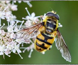 Blomsterflue - Hover fly