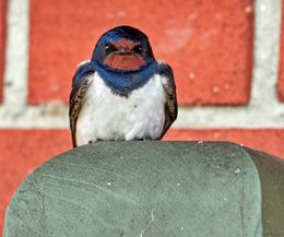 Landsvale - Barn swallow